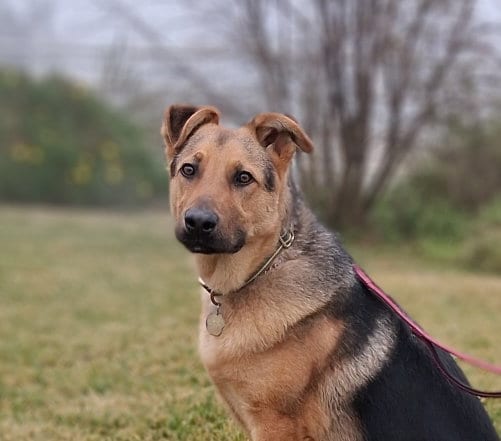 Photo of Ralph, adoptable German Shepherd Dog in Modesto, California