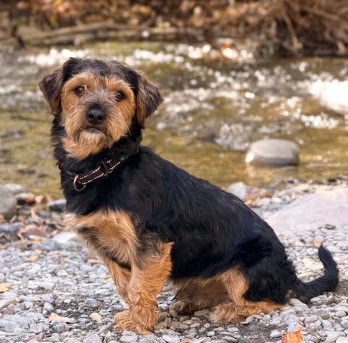 Photo of Powerpoint, adoptable Miniature Schnauzer in Romoland, California