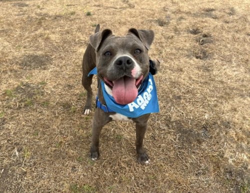 Photo of Emory, adoptable American Pit Bull Terrier in Los Angeles, California