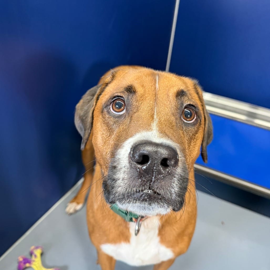 Photo of Charlie, adoptable Boxer / Shepherd in Staunton, Virginia