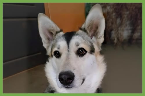 Photo of Badb, adoptable Siberian Husky in Amherst, Massachusetts