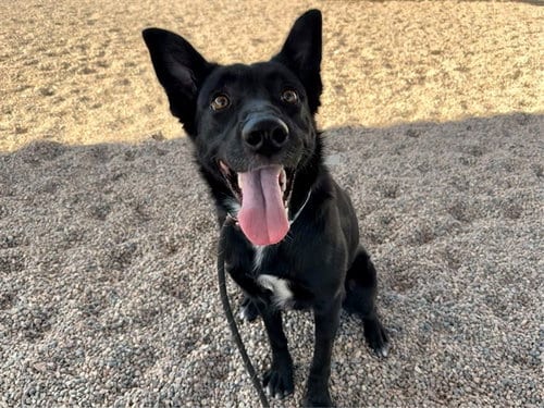 Photo of Ash, adoptable German Shepherd Dog in Phoenix, Arizona