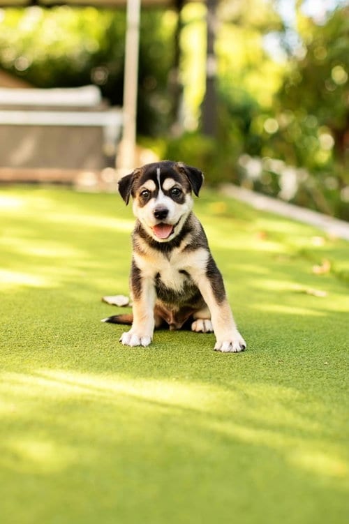 Photo of Heidi's Dale, adoptable Shepherd in San Diego, California
