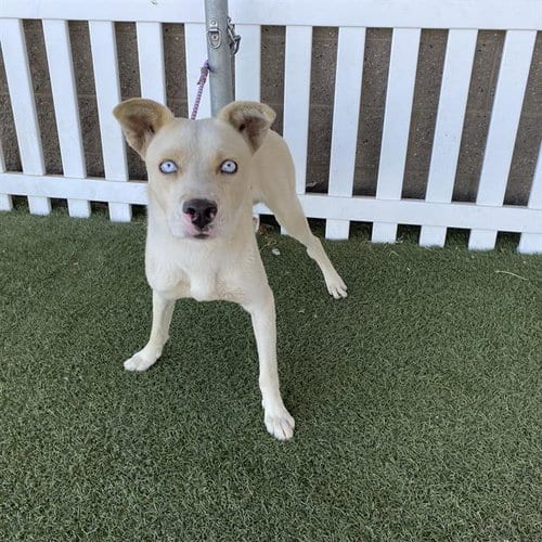 Photo of A615041, adoptable Siberian Husky in Modesto, California