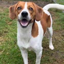 Photo of Paulie, adoptable Beagle in New York, New York