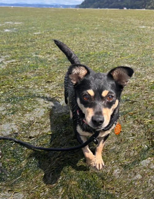 Photo of Winnie, adoptable Chihuahua in Bellevue, Washington