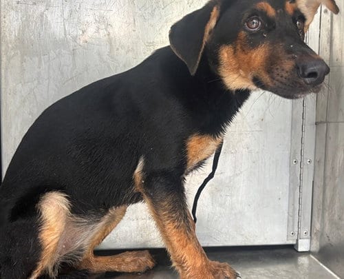 Photo of Lady Glitter Sparkles, adoptable Doberman Pinscher in Garland, Texas