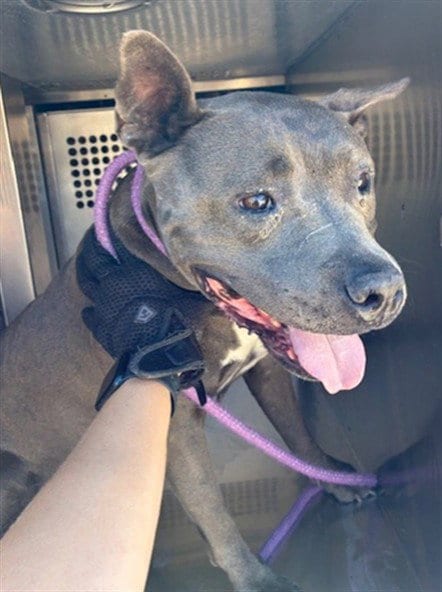 Photo of Judith, adoptable Staffordshire Bull Terrier in Phoenix, Arizona