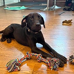 Photo of Eeyore, adoptable Great Dane Labrador Retriever in Bullard, Texas