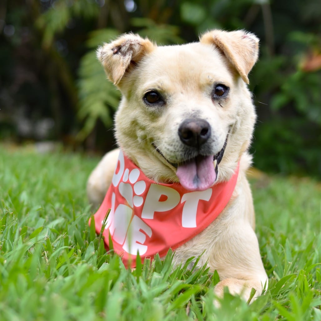Photo of Coconut, adoptable Mixed Breed (Medium)