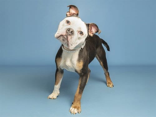 Photo of Mikey, adoptable Bulldog in Phoenix, Arizona