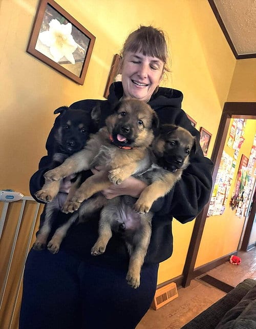 Photo of Pumpkins Litter Persimmon - Located in SC, adoptable Belgian Shepherd Malinois in Imlay City, Michigan