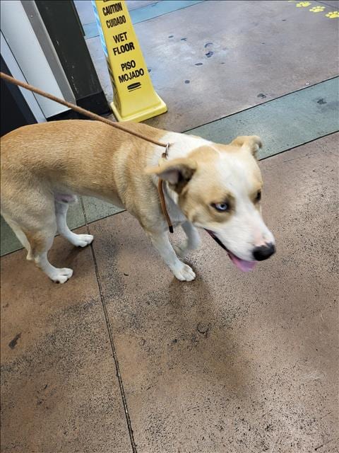 Photo of Michael, adoptable German Shepherd Dog in Van Nuys, California