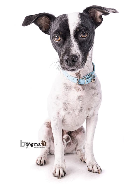 Photo of Little Boy, adoptable Rat Terrier in Newport Beach, California