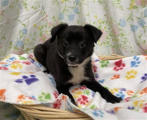 Photo of Mary, adoptable Border Collie in Rosenberg, Texas