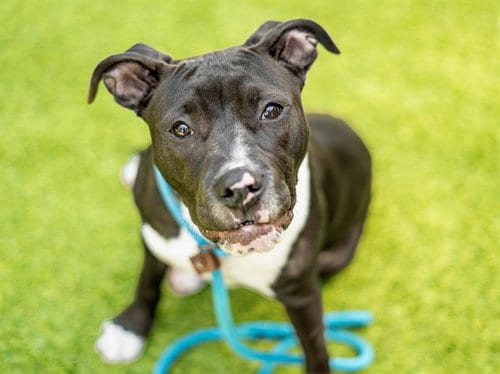 Photo of Pudding, adoptable Pit Bull Terrier in San Jose, California