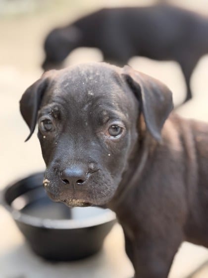 Photo of Beya, adoptable dog in Chamblee, Georgia