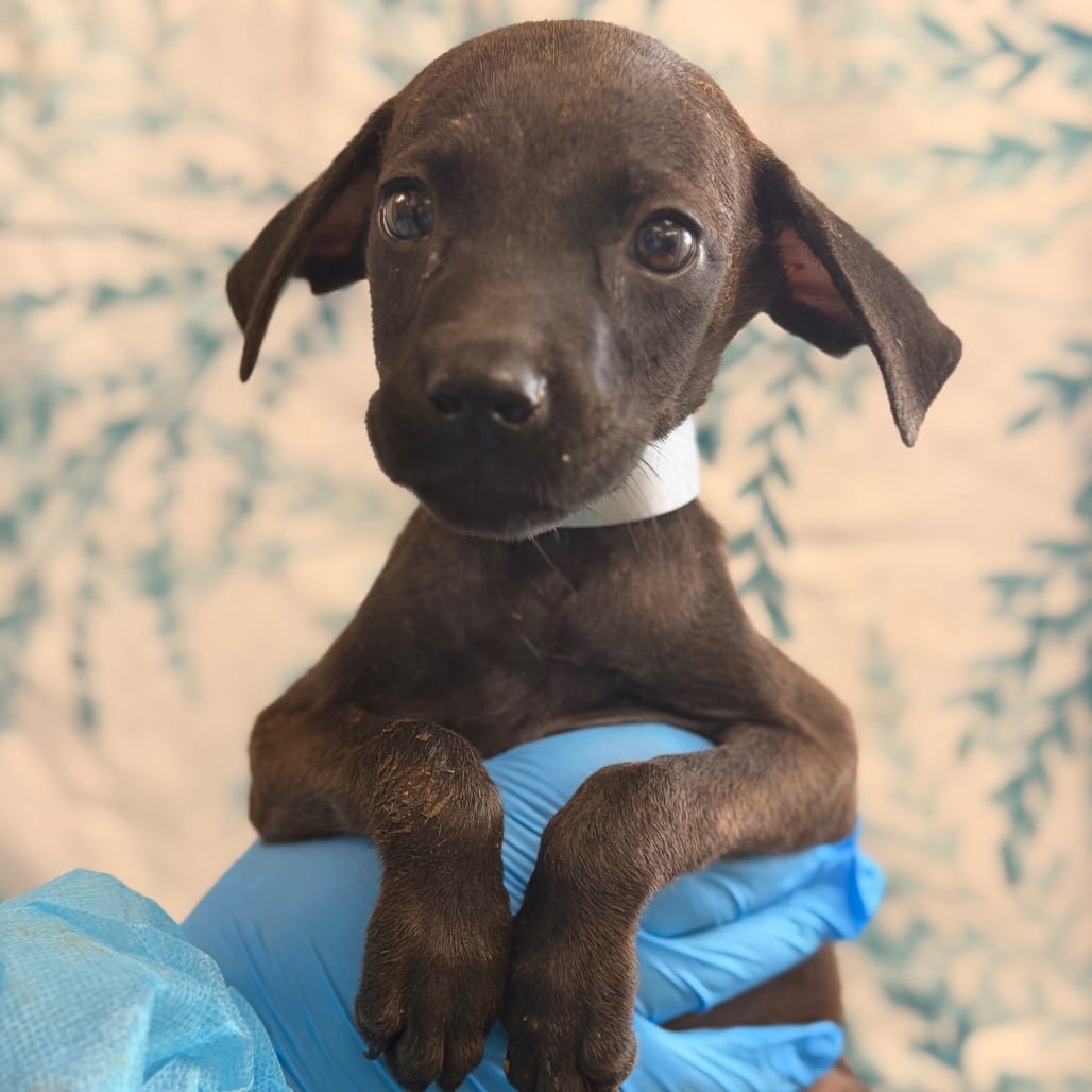 Photo of Nadia, adoptable Hound / Retriever, Labrador in San Antonio, Texas