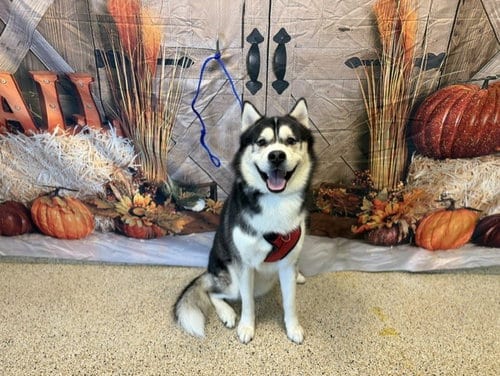 Photo of Aries, adoptable Siberian Husky in Miami, Florida