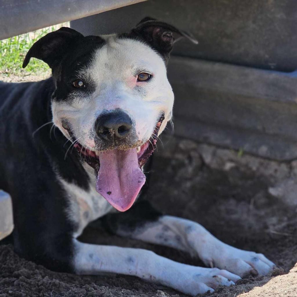 Photo of Georgia, adoptable Terrier in Hinesville, Georgia