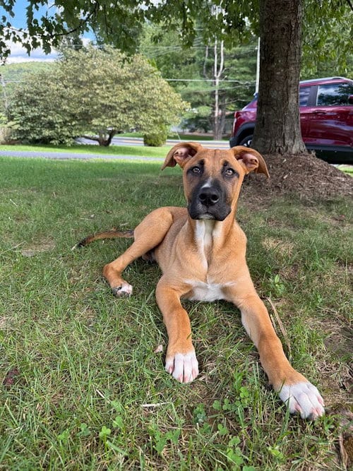 Photo of Nutmeg, adoptable Shepherd in Shermans Dale, Pennsylvania