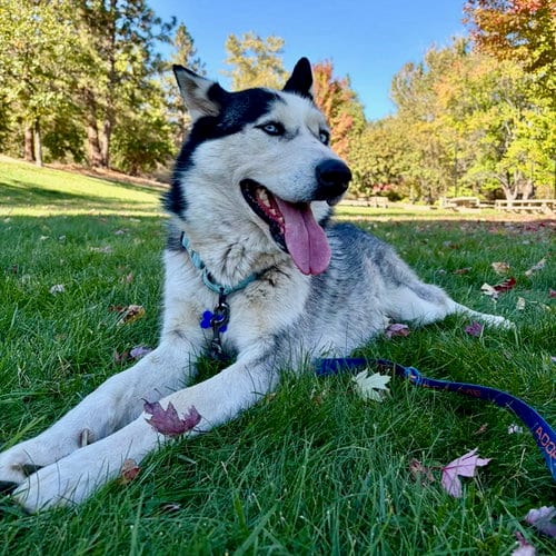 Photo of John Snow, adoptable Siberian Husky in Yreka, California