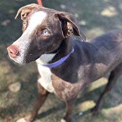 Photo of Padme, adoptable Labrador Retriever American Pit Bull Terrier in Vancouver, Washington