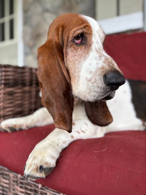 Photo of Norman, adoptable Basset Hound in Milmay, New Jersey