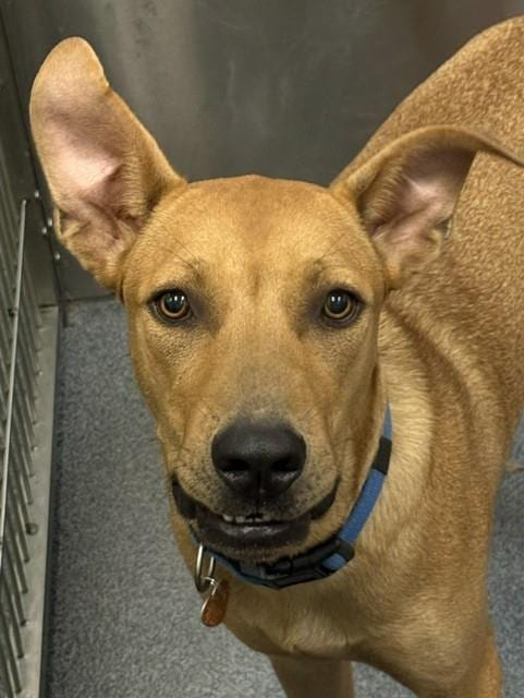 Photo of Clyde, adoptable Mixed Breed