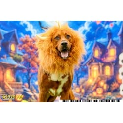 Photo of Cooper, adoptable Mixed Breed (Medium) in West Palm Beach, Florida
