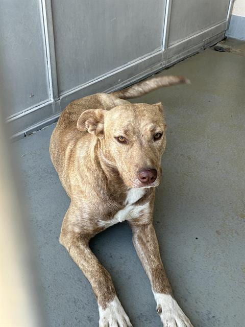 Photo of Anastasia, adoptable Pit Bull Terrier in Santa Cruz, California