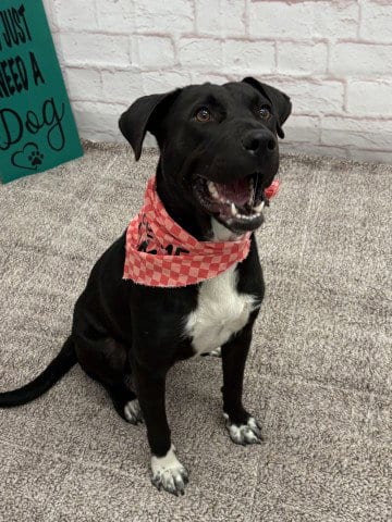 Photo of Kenyatta, adoptable Labrador Retriever in Detroit, Michigan