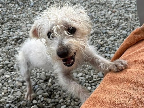 Photo of Blue, adoptable Poodle (Miniature) in Santa Cruz, California