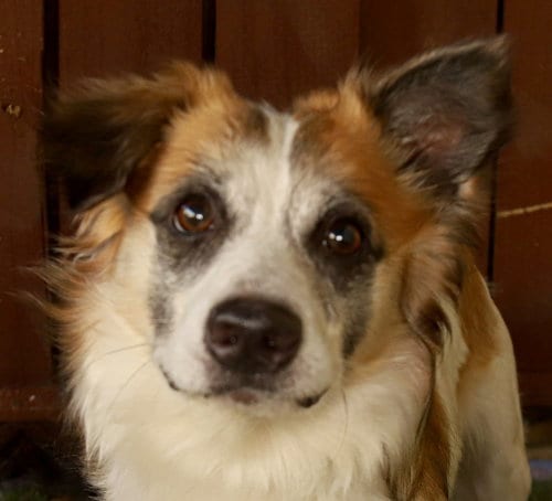Photo of Markie, adoptable Shetland Sheepdog Sheltie in Oakland Park, Florida
