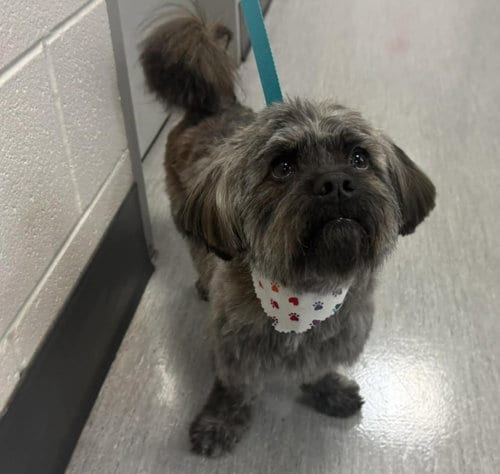 Photo of Pippin, adoptable Maltese in Fort Collins, Colorado
