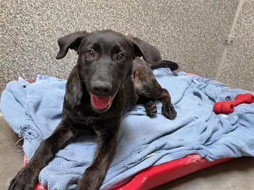 Photo of Tiger, adoptable Belgian Shepherd Malinois in Santa Rosa, California