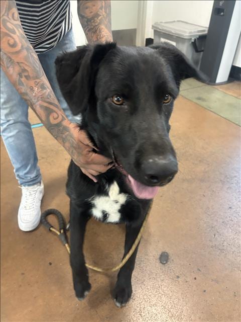 Photo of Bolt, adoptable Labrador Retriever in Van Nuys, California
