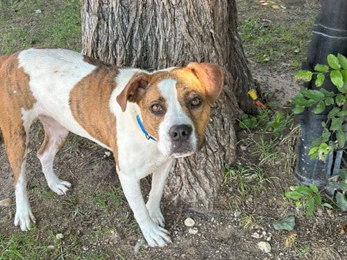 Photo of Stella, adoptable Plott Hound in Waco, Texas
