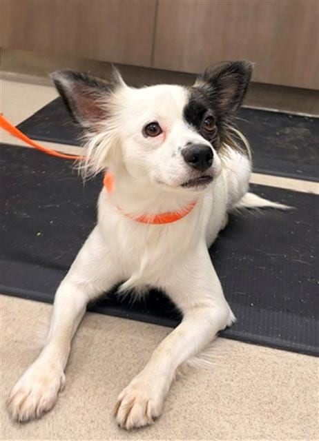Photo of Calli, adoptable Chihuahua in Baytown, Texas