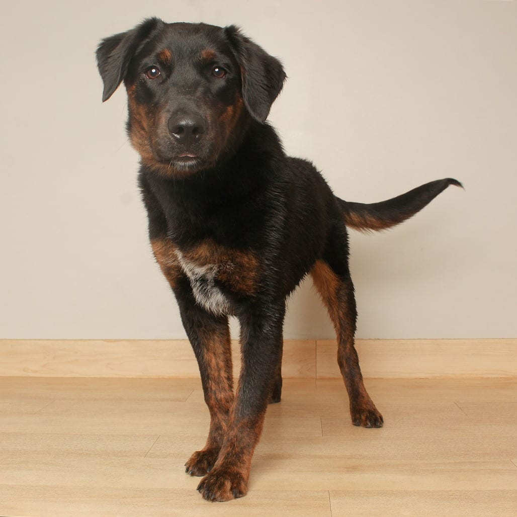 Photo of Davis D71572, adoptable Cattle Dog, Australian (Red Heeler) / Retriever, Golden in Minnesota, Minnesota