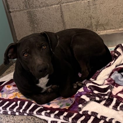 Photo of Xenia, adoptable Terrier, Pit Bull/Mix in Farmington, New Mexico