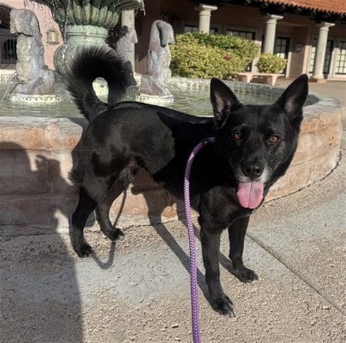 Photo of Josie, adoptable Labrador Retriever in Mesa, Arizona