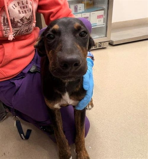Photo of October, adoptable German Shepherd Dog in Baytown, Texas