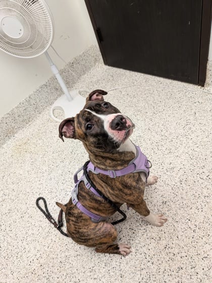 Photo of Honeysuckle, adoptable dog in Atlanta, Georgia