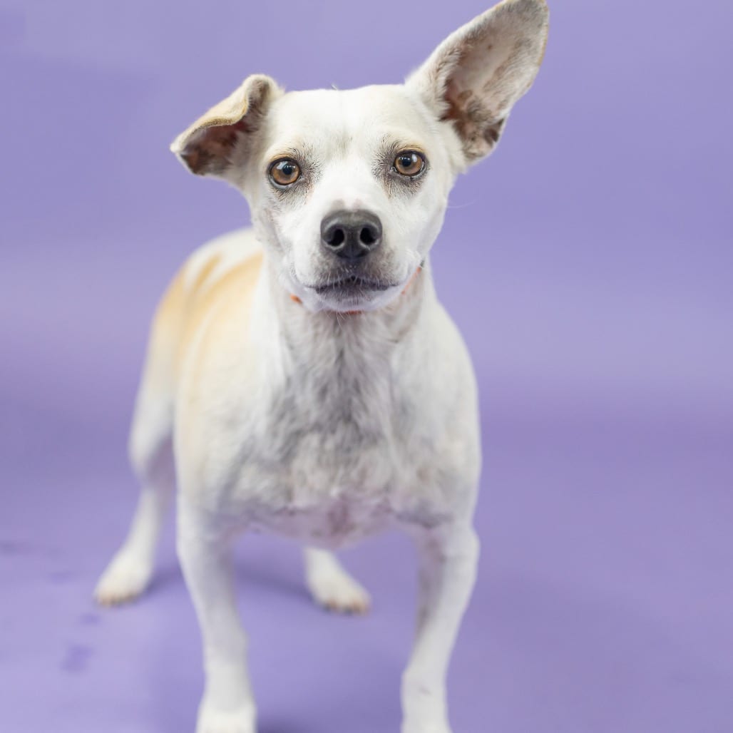 Photo of Tommy, adoptable Mixed Breed (Small) in Portland, Oregon