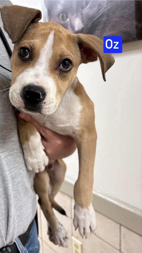 Photo of Oz, adoptable Terrier in Warrenton, Missouri