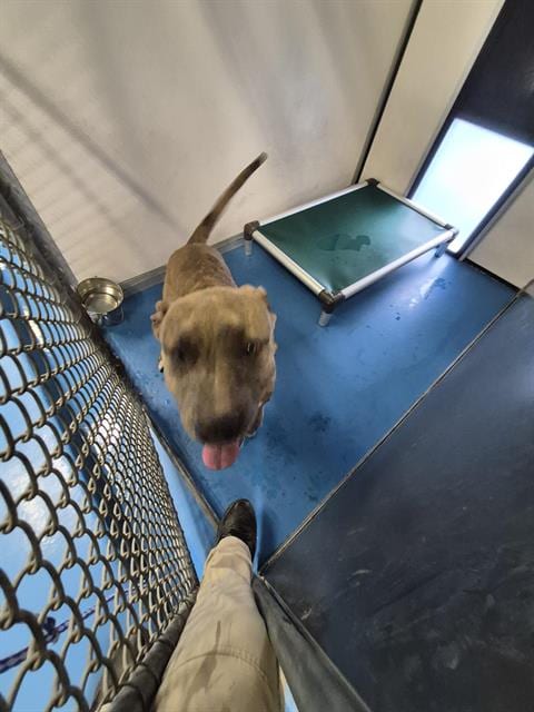 Photo of A170045, adoptable Pit Bull Terrier in Bakersfield, California
