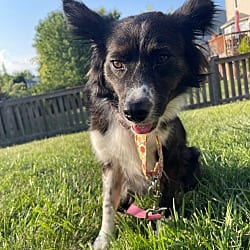 Photo of Oakley, adoptable Australian Shepherd in Union Grove, Wisconsin