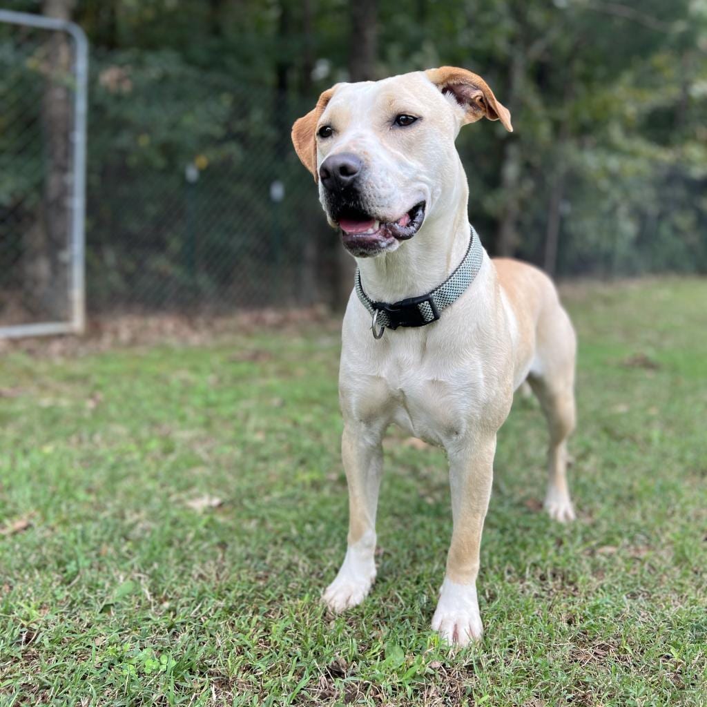 Photo of May, adoptable Mixed Breed (Large) in Cape Girardeau area, Missouri