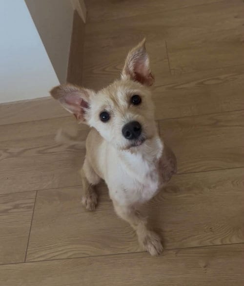 Photo of Tripod Angelo, adoptable Norfolk Terrier in NYC, New York